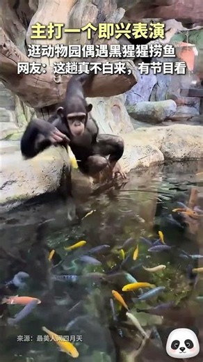 逛動物園巧遇黑猩猩撈魚，網友：這趟真沒白來，有節目看！