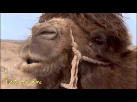 La storia del cammello che piange