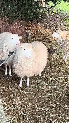The Sheeps #zoo #animals #sheep #animallovers