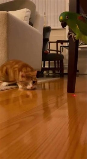Cat’s Playful Chase: The Red Dot Adventure