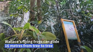 A study in Vienna has found that the young offspring of a frog native to Southeast Asia could be camouflaging itself as animal poo to escape predators. Read more here: http://u.afp.com/5ZzR | AFP News Agency