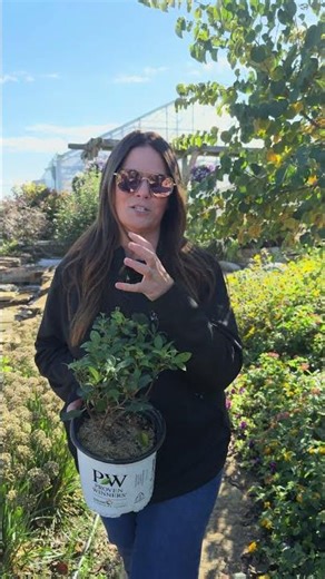 Plant Of The Day: Quick Fire Fab® 35% Off (October 15, 2025) #garden