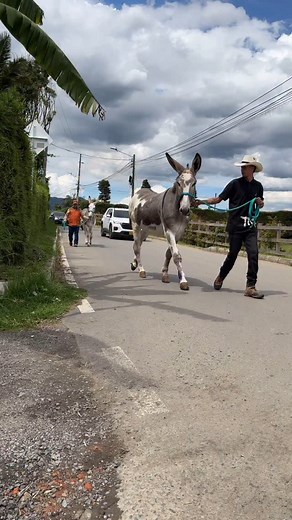 El burro mamut es una raza de asno de gran tamaño, originaria de Estados Unidos, conocida oficialmente como el American Mammoth Jackstock. Aquí algunos datos clave: ✅ Origen: Estados Unidos, desarrollado principalmente en el siglo XIX. ✅ Tamaño: Muy grande comparado con otros burros; los machos pueden superar 1,40 m de alzada (algunos llegan a 1,60 m). ✅ Uso principal: Producción de mulas grandes (al cruzarlo con yeguas), carga y tiro. ✅ Características: • Cabeza robusta y orejas muy largas. • P