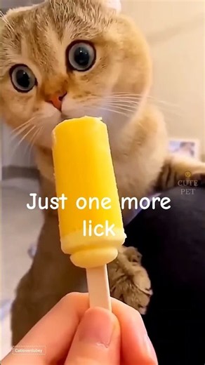One Cat Eats Ice Cream While the Others Go Wild | Funny Cat Compilation You'll Love