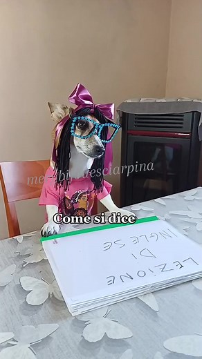 FAT HE CATS TOY!😂 #peratoons #lezionidiinglese | Merybijouesciarpina De Crescenzo