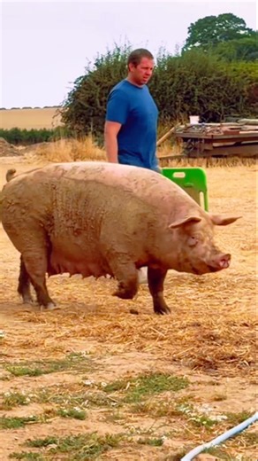 Фермер проверяет здоровье свиньи во время прогулки на ферме 🐷🌾 #PigFarm #FarmLife #Pig