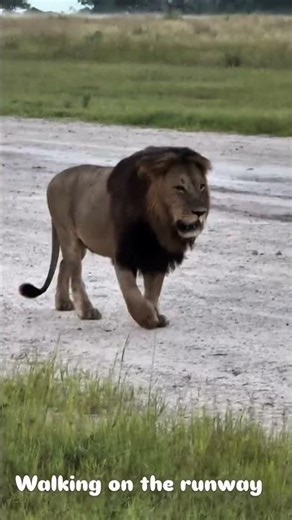 Huge Lion of the Okavango!
