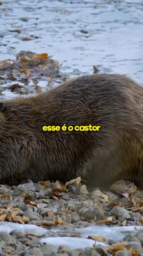 O Engenheiro da Natureza: Conheça o Castor