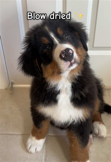 Stink Boy: The Ultimate Puppy Bath Experience