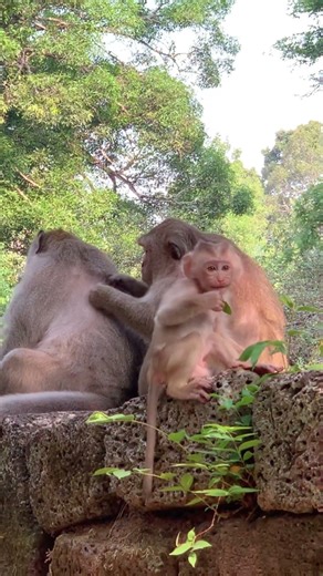 #monkey
