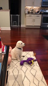 3.8M views · 79K reactions | Atlas loves Disney movies!   | Golden Retriever Things | Facebook