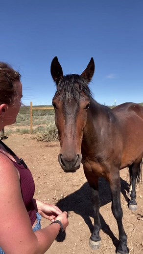 Understanding Horse Behavior: Common Misconceptions Debunked