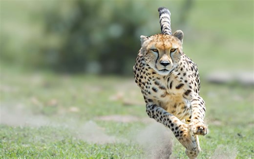 Meet the Cheetah: The 60 Mph Predatory Speedster