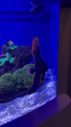 Meet the juvenile batfish! 🧡🦇🖤 This fish is born ready for Halloween with its black and bright orange color scheme. Its behavior is thought to mimic a flatworm for survival as a juvenile, and eventually they grow into an entirely different looking fish! #TikTokHalloween #SCARIUMofthepacific #STEM #LearnOnTikTok #aquariumofthepacific