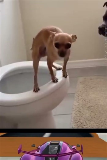 Trained dog in action