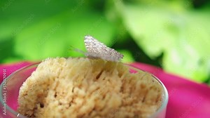 Hamadryas februa butterfly sits on a washcloth and drinks water in a beautiful garden