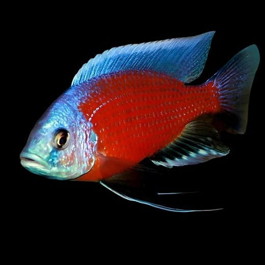 Live Freshwater African Cichlid Red Kadango Cichlid (Copadichromis Borleyi)(CHD-102)U007