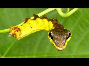 5 अनदेखे कीड़े !! top 5 most unusual insects who look like alian in the world