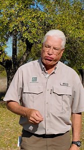 51K views · 339 reactions |  Sound up for turkey talk 旅 Turkeys yelp, cluck, and gobble to communicate with the flock and attract mates. Our turkey translator tells us what it’s all about--> tinyurl.com/TXTurkeyTalk | Texas Parks and Wildlife | Facebook