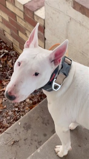 Chico Dog, Target Dog, Beer Commercial Dog, General Pattons Dog, James Hinks, Etc. Etc. #AKC #STL