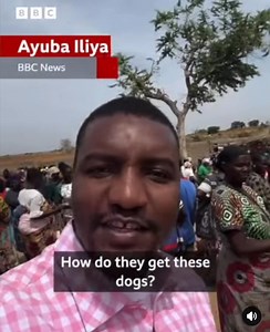 Nigeria leads in dog consumption in Africa. The country ranks as the third-highest consumer of dog meat in the world, after South Korea and Vietnam, according to the Dog Friendly Country Index. The BBC'S Ayuba Iliya visited Nigeria’s biggest dog market to see what the secret is behind the thriving dog meat trade. Credit: BBC News | 5fm Radio Zambia