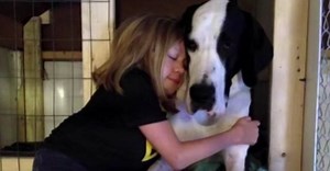 Little-Girl-Her-Great-Dane-Service-Dog-39031239