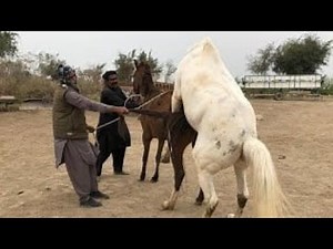 Horse Breeding Process Explained | Stallion & Mare Mating | Horse Farm Documentary 2026
