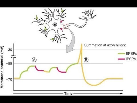 Summation in neurotransmission, multiple excitatory and inhibitory inputs combine