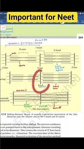 muscle contraction locomotion and movement class 11 biology #neet2026 #shorts #short