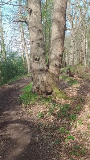 Treebeard And Fimbrethil #ents