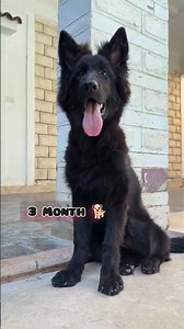One Month to One Year german shepherd transformation