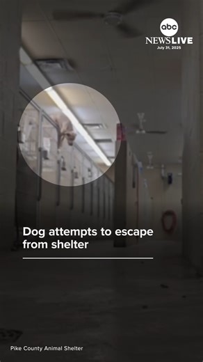 A shelter dog named Chase might be the cutest escape artist ever after he was seen jumping out of his kennel in Kentucky. He’s still available for adoption at the Pike County Animal Shelter. | ABC News