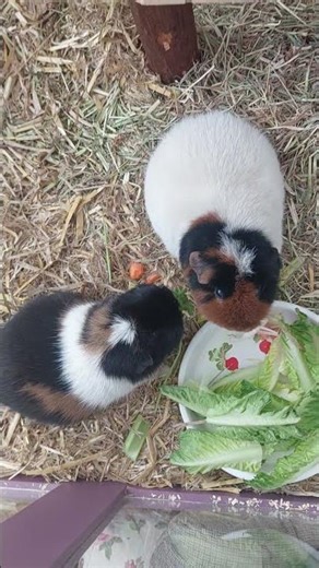 Natürlich teilen wir auch die leckerste Petersilie🐹🐹