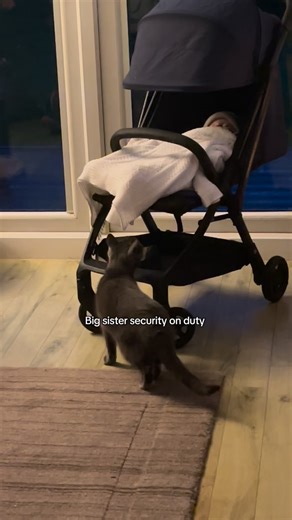 My cat fiddy is the sweetest big sister to my baby girl. Always checks her in the pram and car seat. I can’t believe how much time she spends around her at the moment #catandbaby #babyandcat #cat #cats_of_instagram #catsofinstagram #catlover #greycat #catsofig | Fiddy Flowercat