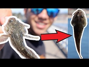 How To Catch FREE BAIT For Halibut And Striped Bass (Santa Cruz Wharf Fishing)