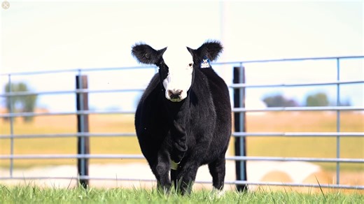 The Wilson Cattle Company Annual Female Sale is 𝐓𝐎𝐌𝐎𝐑𝐑𝐎𝐖. Don't miss out on 𝟐𝟑 Heifers and 𝟔 lots of Genetic opportunties.🙌 https://www.sconlinesales.com/Bids/AuctionsListing/38347 🎥 Kadence Overby | SC Online Sales