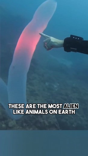 1.4K views · 25 reactions | Alien Like Animals  #Reels #fyp...