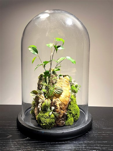 Glass Dome Terrarium - Etsy Australia