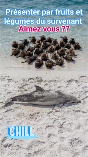 20K views · 115 reactions | Voici ce que j'appelle un travail d'équipe tous pour un edt un pour tous #fruitetlesgumesdusurvenant #marounelhachem #fypシ゚ #funnyvideos #follower #capcut #Respect # | Fruits & Légumes Du Survenant | Facebook