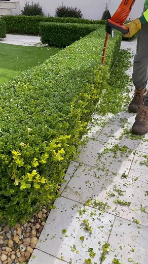 Hedging and Leaf Cleanup with Stihl Vacuum | Gardening Tips