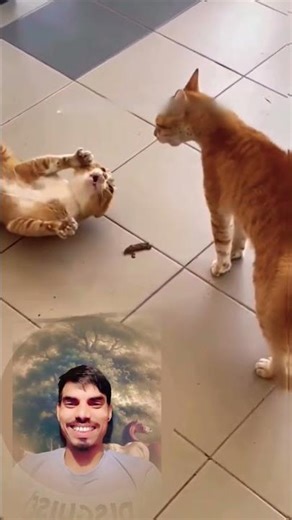 Angry Cats 😾 Funny Moments! 😂 #shorts #funny #catvideos