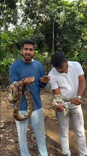 🐍🐉Indian Rock Python | Wildlife with Rock Python | Ajgar | Jungle Python India #snake #cobra #animal