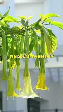 Fatal Flowers That Can Even Kill a Human