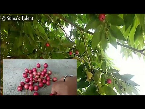 ಗಸಗಸೆ ಮರ | Gasagase tree | health benefits of muntingia calabura | Chinese cherry | jam tree