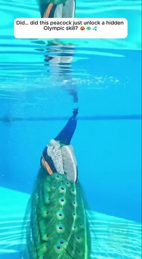 Peacock Turns Into an Olympic Diver?! 🦚💦🤣