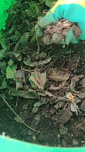 Turn your food waste into powerful plant food! 🌱 Instead of tossing scraps or applying them directly to your garden, learn how to compost properly and unlock nutrients the right way. In just 6 weeks, you can create rich | Let’s Gardening