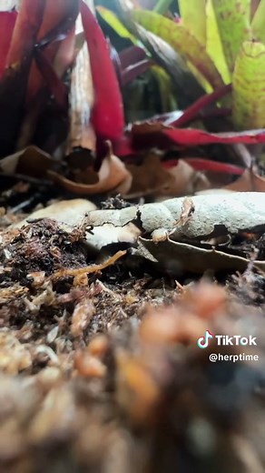 Watch as I hand craft a bromilead bungalow 🏠 this totally custom built glass enclosure along with background, scaping, and plants will be available at the @Reptile Super Show in less than a month! Cutting wood to create a “root system” is something I enjoy doing in my enclosures. And it’s easier than it looks: all it takes is finding the right branches, flip them upside down, and boom! I also like how the background of this enclosure turned out. By the time it’s filled with hardscape and plants