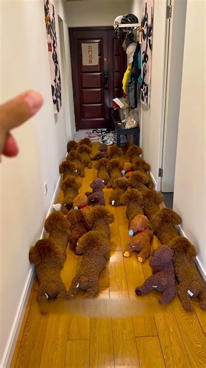 This Dog Hides From Bath Time 🛁😅