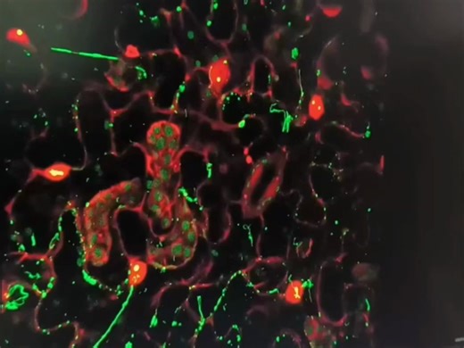可视化蛋白运动实时监控