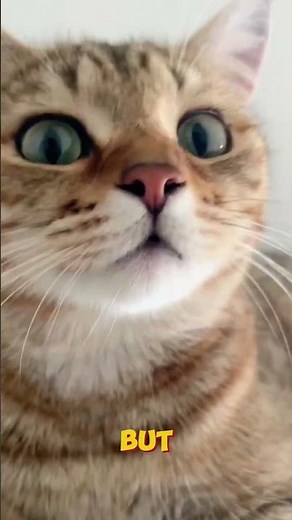 How Do Cats See The World